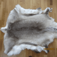reinskinn2